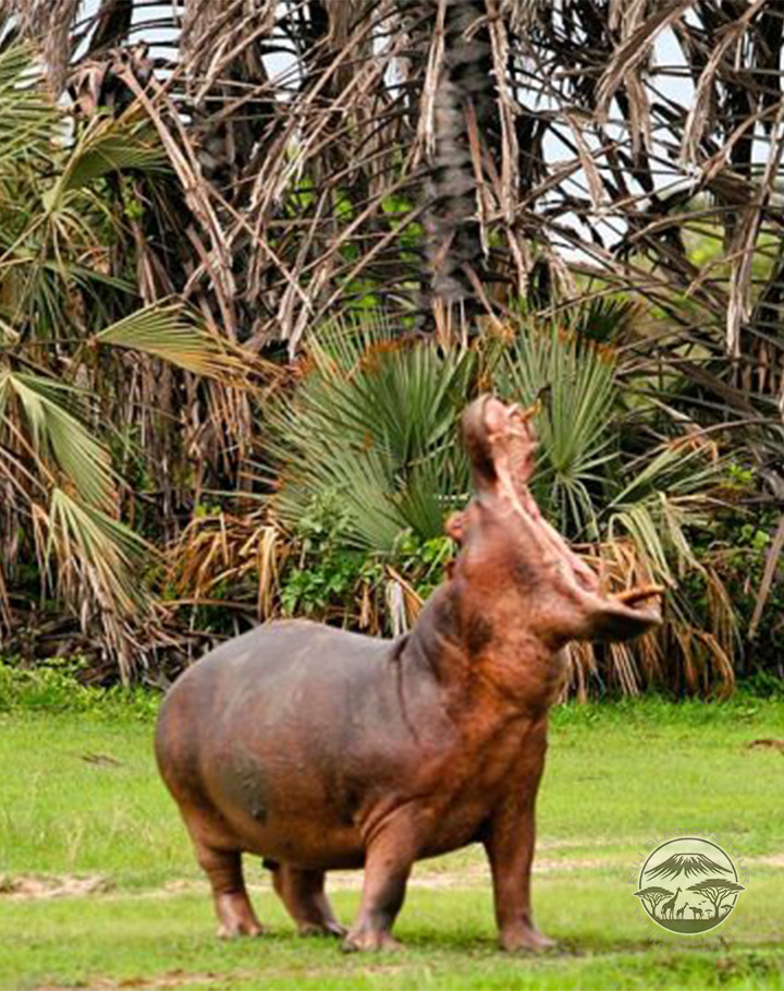 Katavi National Park